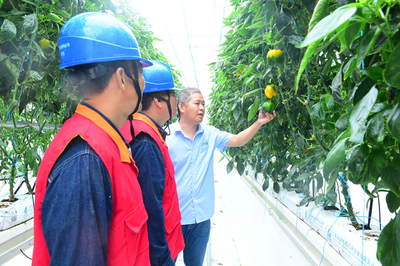 鳳臺供電:電能替代助力智慧農(nóng)業(yè) 瓜果飄香推動鄉(xiāng)村振興