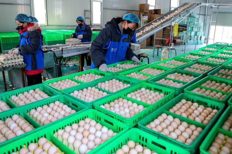 3月4日,在河北省成安縣一家農(nóng)業(yè)科技有限公司,工人將雞蛋裝箱.