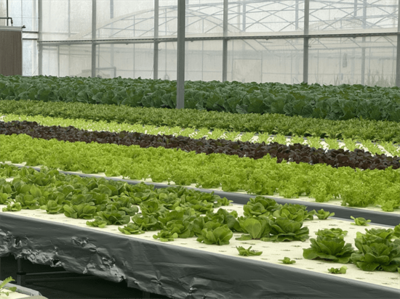 科技賦能聚力糧食安全 農業硅谷綻放新“豐”景
