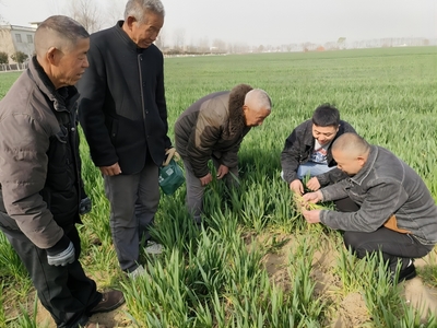 蒙城縣許疃鎮:科技特派員“送技”到田