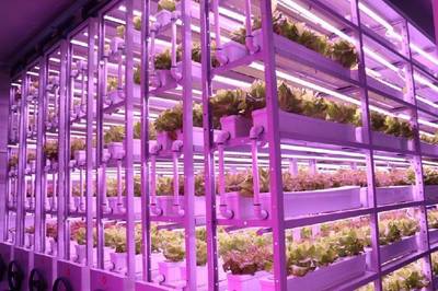 農(nóng)業(yè)高科技助力卡塔爾世界杯,中國植物工廠成功“出圈”