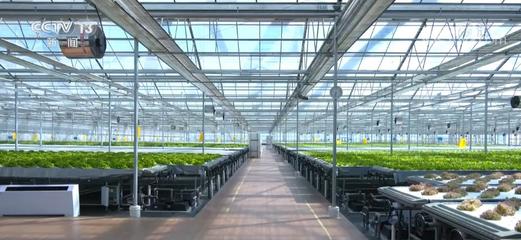 科技賦能 “植物工廠”讓蔬菜達到最佳生長狀態